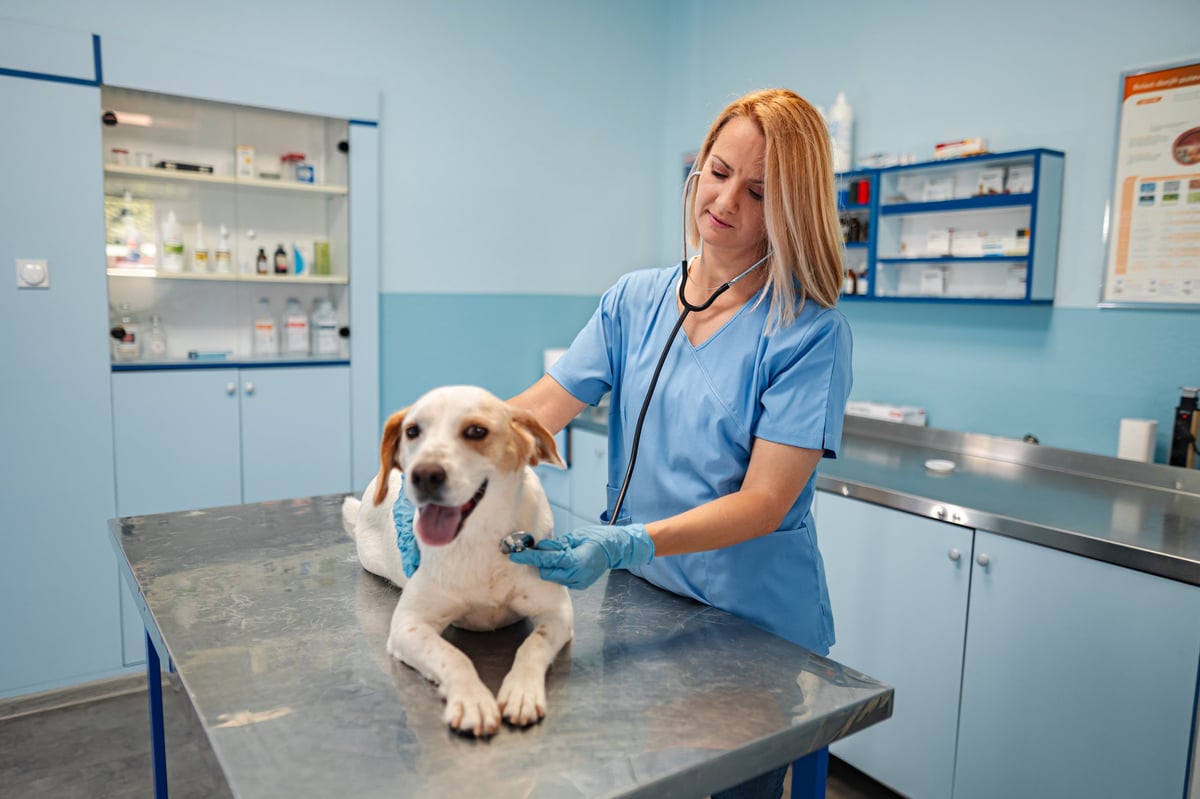 Commercial lease solicitors for vets advising on veterinary practice premises leases including RCVS practice standards compliant premises, clinical facilities requirements, and surgery fit out obligations for independent and group veterinary practices across England and Wales